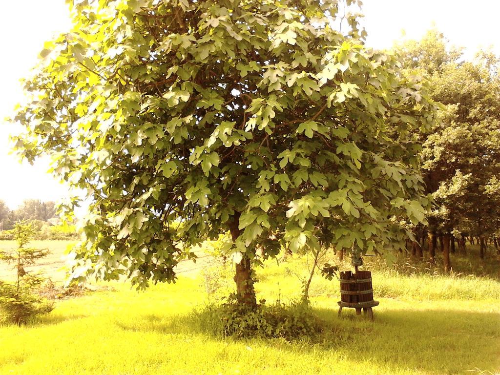 Green Fields Padua Exterior foto