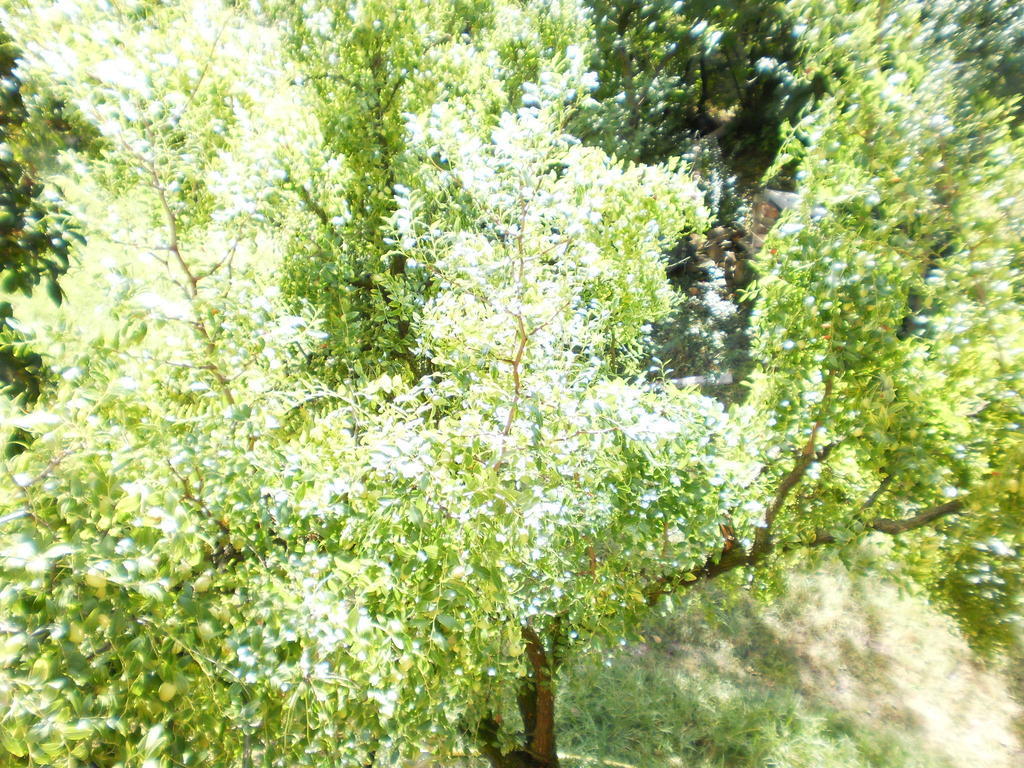 Green Fields Padua Exterior foto